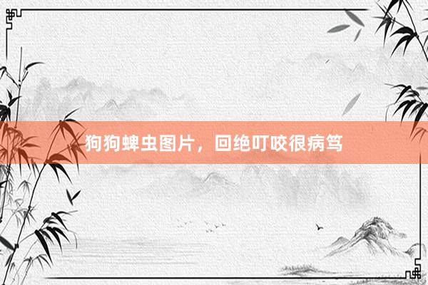 狗狗蜱虫图片，回绝叮咬很病笃